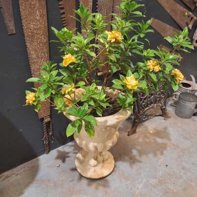 GARDEN URN