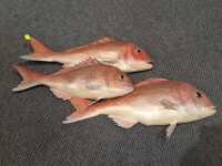 FISH ORNAMENT