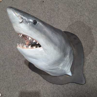 SHARK HEAD DISPLAY