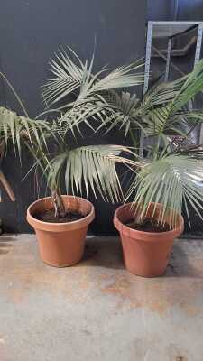 POTTED PALMS