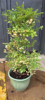POTTED PLANT
