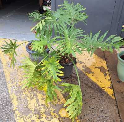 POTTED PLANTS
