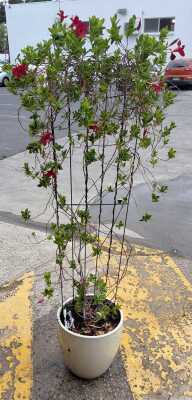 POTTED CREEPER
