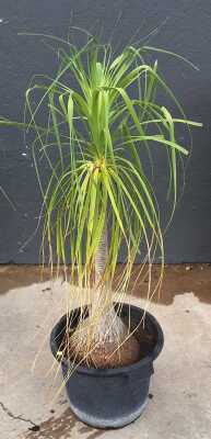 POTTED PLANT