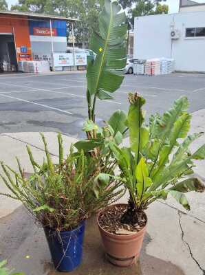POTTED PLANTS