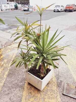POTTED YUCCA
