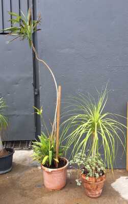 POTTED PLANTS