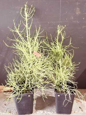 FIRESTICK SUCCULENTS
