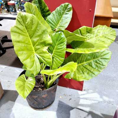 POTTED PLANT