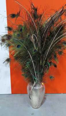 PEACOCK FEATHERS IN VASE