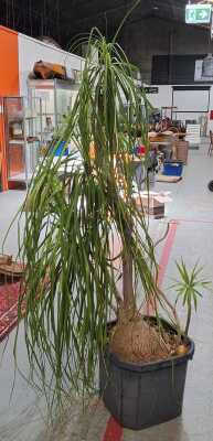 PONYTAIL PALM