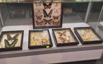 BUTTERFLIES