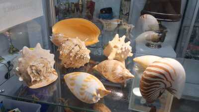 SHELLS