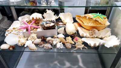 SHELLS