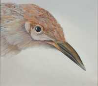 RITA HALL (Australia, 1947- ) - 3
