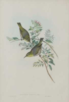 JOHN GOULD (Britain, 1804-1881)