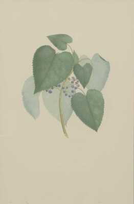 JOSEPH BANKS (Britain, 1748-1820)