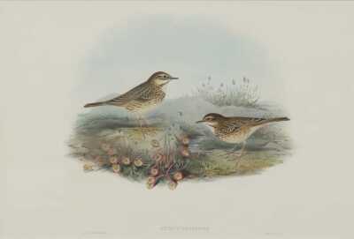 JOHN GOULD (Britain, 1804-1881)