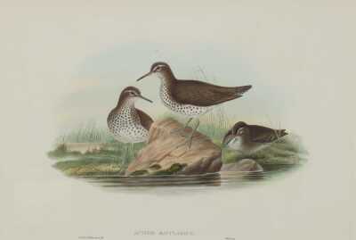 JOHN GOULD (Britain, 1804-1881)