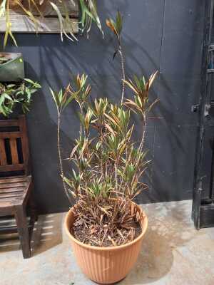 YUCCA
