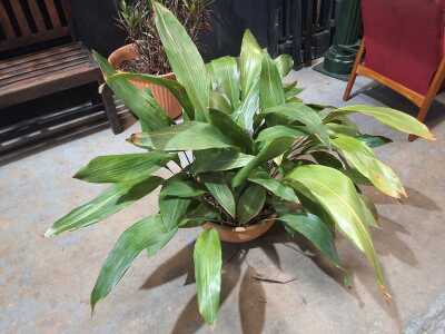 ASPIDISTRA
