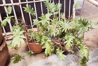 POTTED MONSTERAS