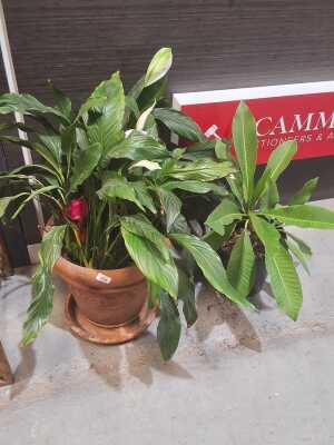 POTTED PLANTS