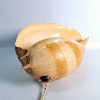 SHELL LAMP