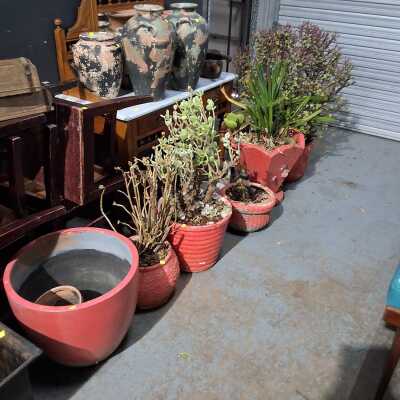 POTTED PLANTS