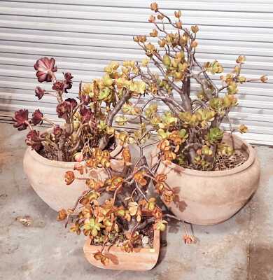 POTTED SUCCULENTS