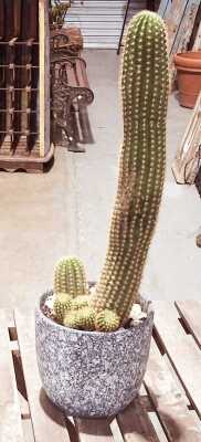 CACTI
