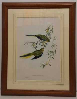 JOHN GOULD