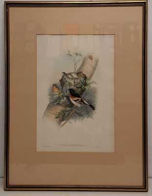 JOHN GOULD (1804-81)