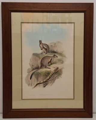 JOHN GOULD (BRITAIN, 1804-1881)