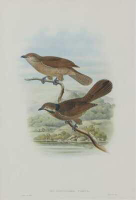 JOHN GOULD (Britain, 1804-1881)