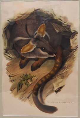 JOHN GOULD (BRITAIN, 1804-1881)