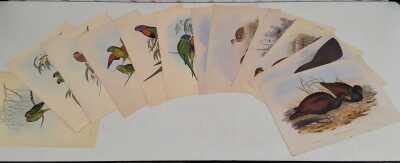 JOHN GOULD
