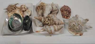 SEASHELLS