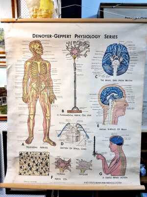 WALL CHART