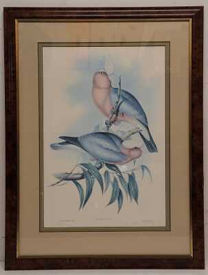 JOHN GOULD