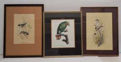 BIRD PRINTS