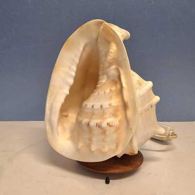 SHELL LAMP