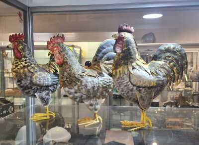 METAL ROOSTERS