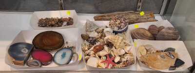 SHELLS & MINERALS