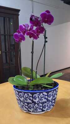ORCHID