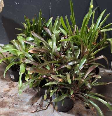 POT PLANTS