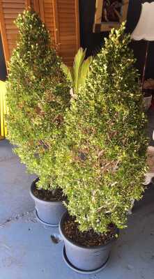 TOPIARY