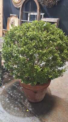TOPIARY