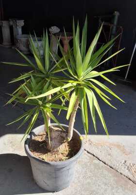 POTTED YUCCA