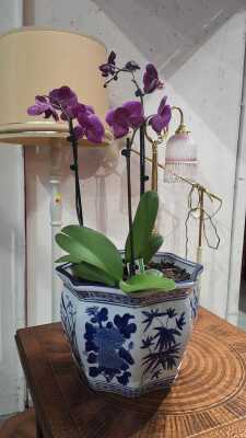 ORCHID